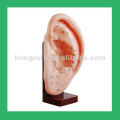 Chinese Human Anatomy Acupuncture Ear Model,Anatomical ear